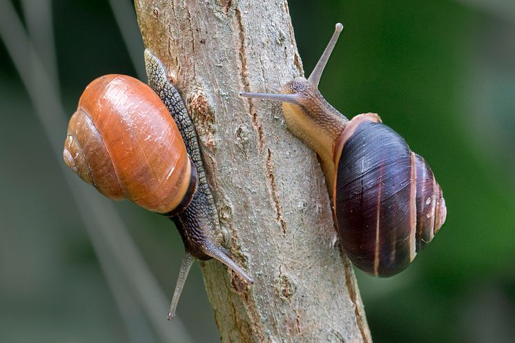 Parksnäcka_Cepaea_nemoralis_ Foto_ Jonas_Roth