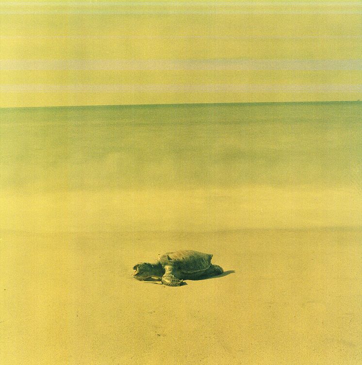 Dead_sea_turtle_02_2020_TrinidadCarillo