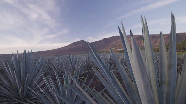 Agave-5-1