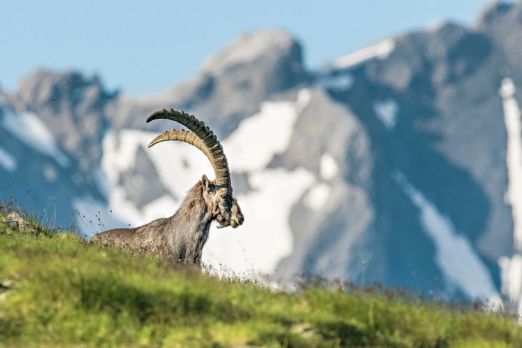 SteinbockImSchweizerischenNationalpark(c)HansLozza