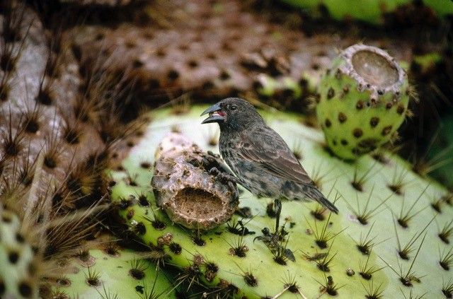 Common cactus finch