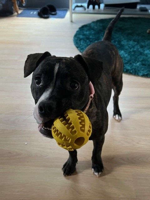Stella with ball in her mouth