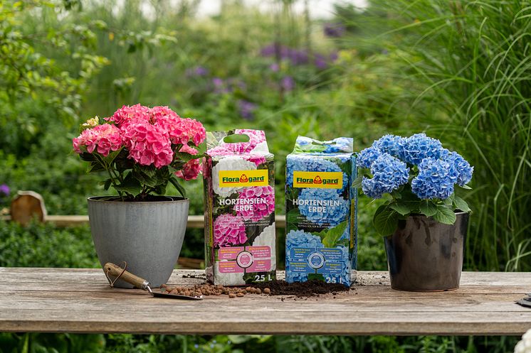 Floragard_Hortensienerde Kompaktballen.jpg