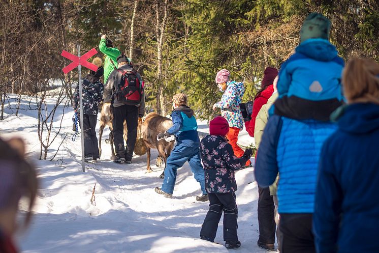 Dalarna renbiten-grovelsjon Foto Anna Holm 2