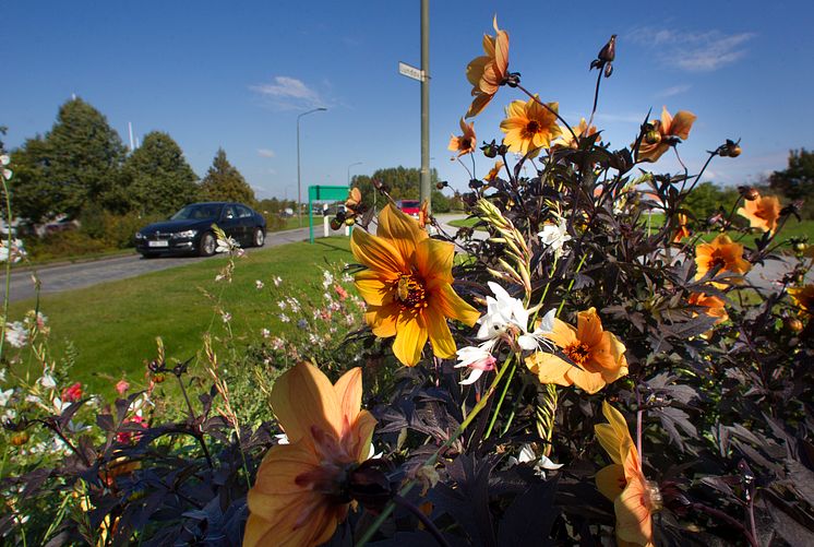 Blommor vid Lundavägen i Burlövs kommun.jpg