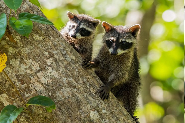 Tvättbjörnar Costa Rica