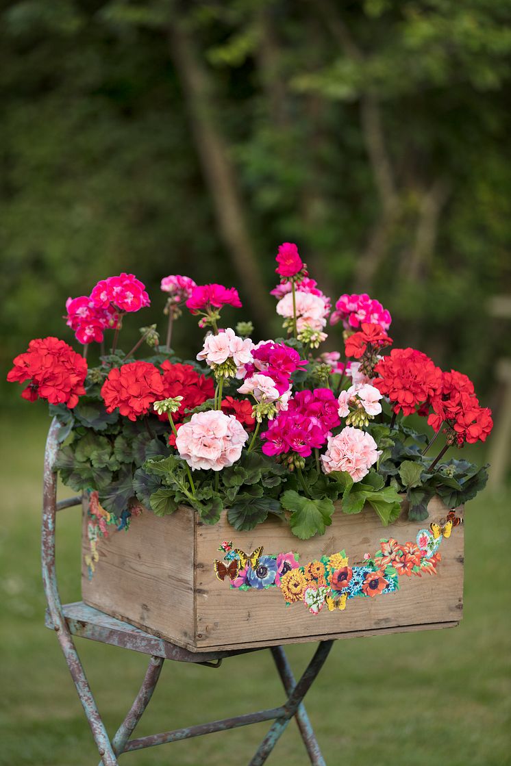 Pelargoner i trädgården