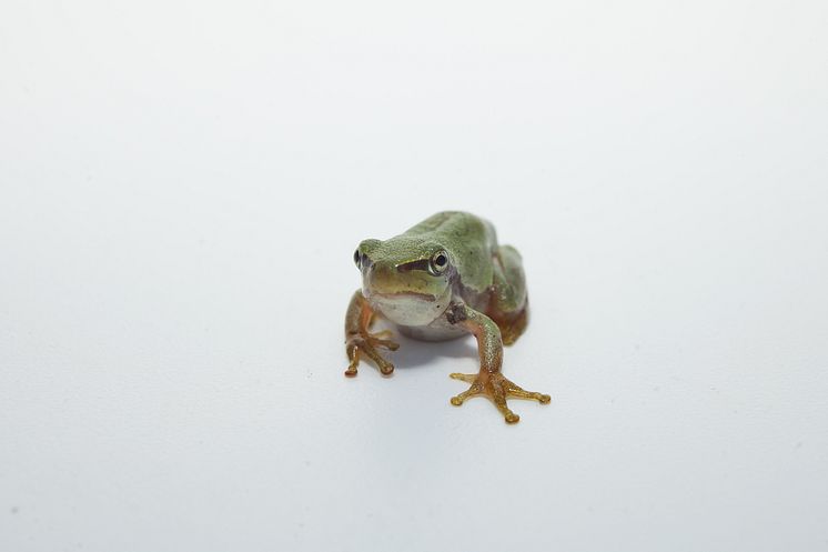 Hyla intermedia, Italian tree frog, Italiensk lövgroda