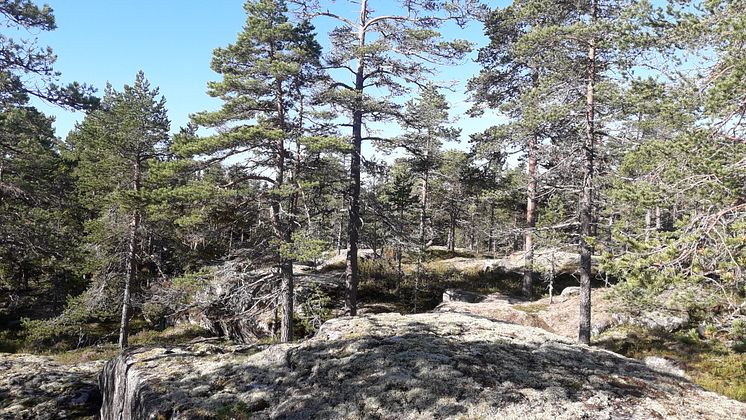 Hällmarksskog på Flakaskär