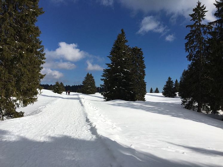 Wanderweg von Genoliere nach Vermeilley im Park Jura vaudois 