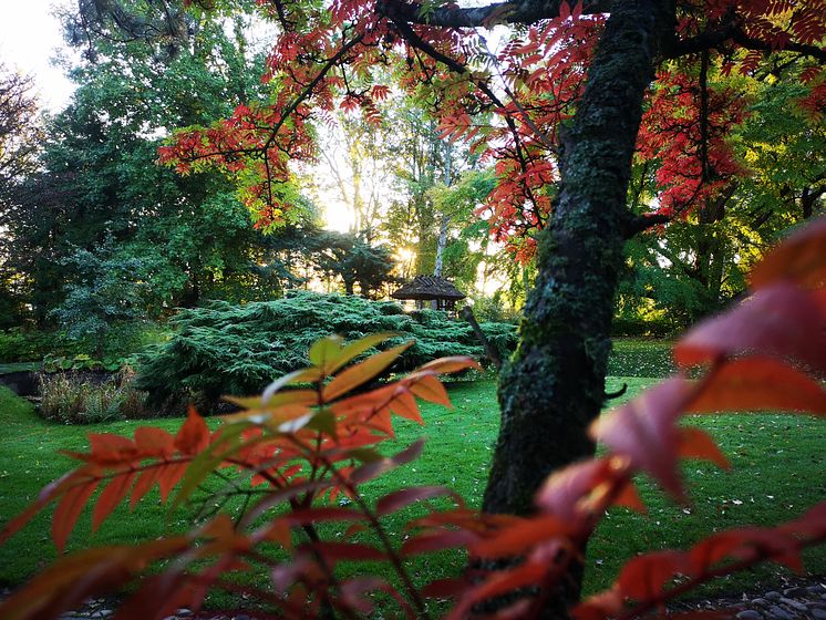 Japanska trädgården