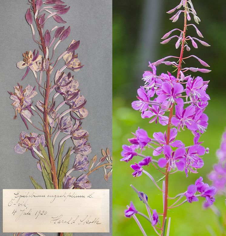 Mjölkört (Chamerion angustifolium). Foto: Johan Gunséus