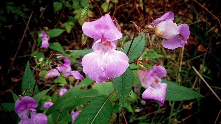 11726287-jattebalsamin-impatiens-glandulifera