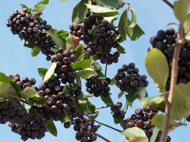 Aronia 'Nero'