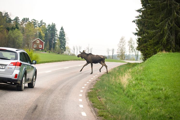 Jakten leder inte till fler älgar på vägarna