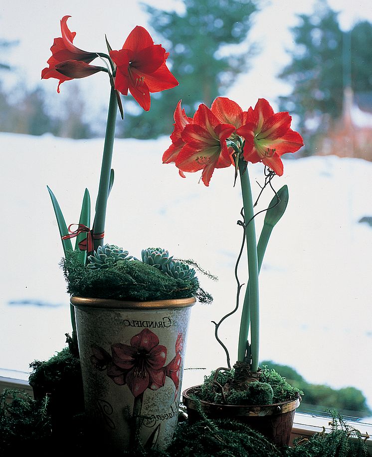 Amaryllis, Hippeastrum, 'Pamela'