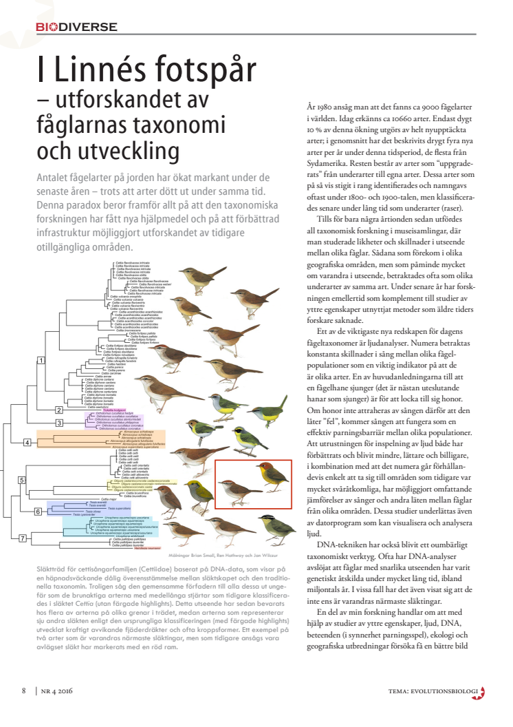 I Linnés fotspår – utforskandet av fåglarnas taxonomi och utveckling