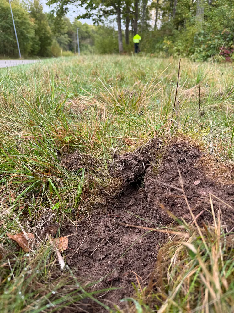 Uppbökat gräs, troligen efter vildsvin