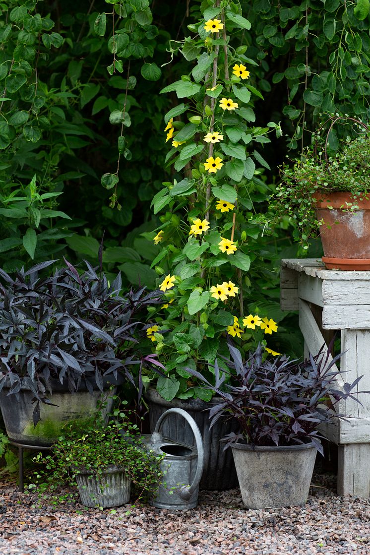 1Årets Sommarblomma 2023 Thunbergia alata Svartöga gul foto annikasnaturligating