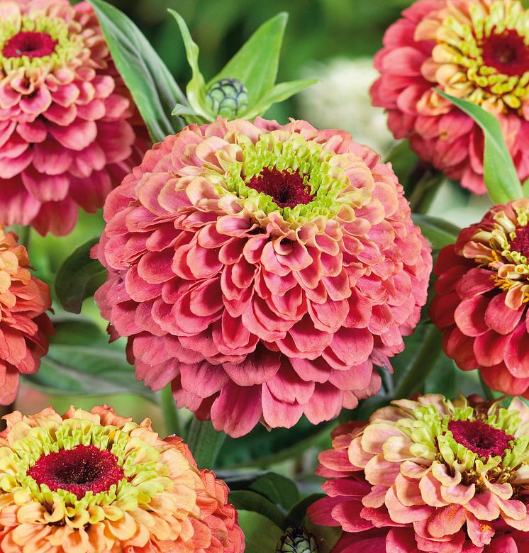 Zinnia 'Queeny Lime Red'_638623387199558960-ZS.jpg