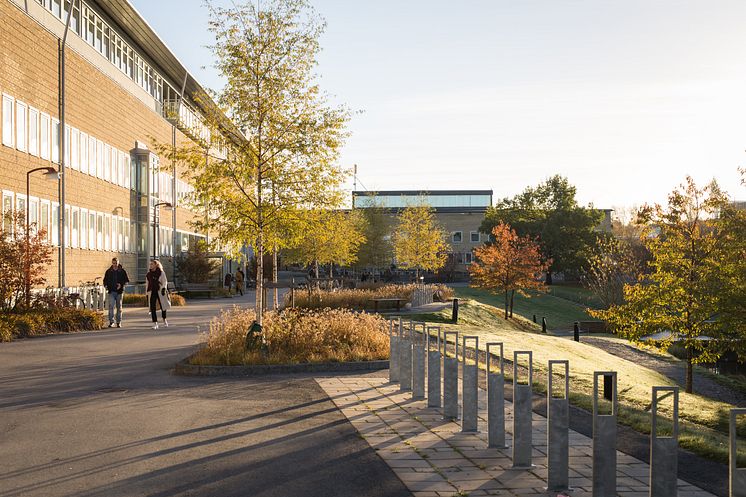 Höst Campus Umeå universitet
