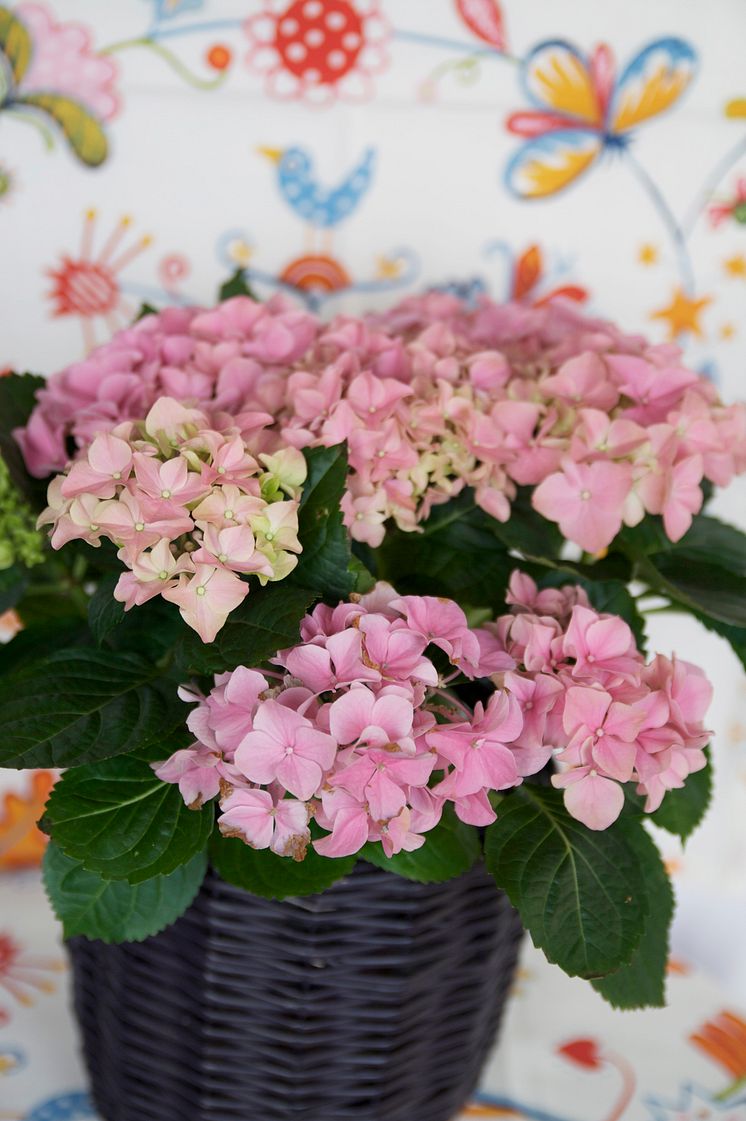 Hortensia i purpurfodral