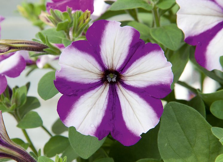 Petunia Swirl