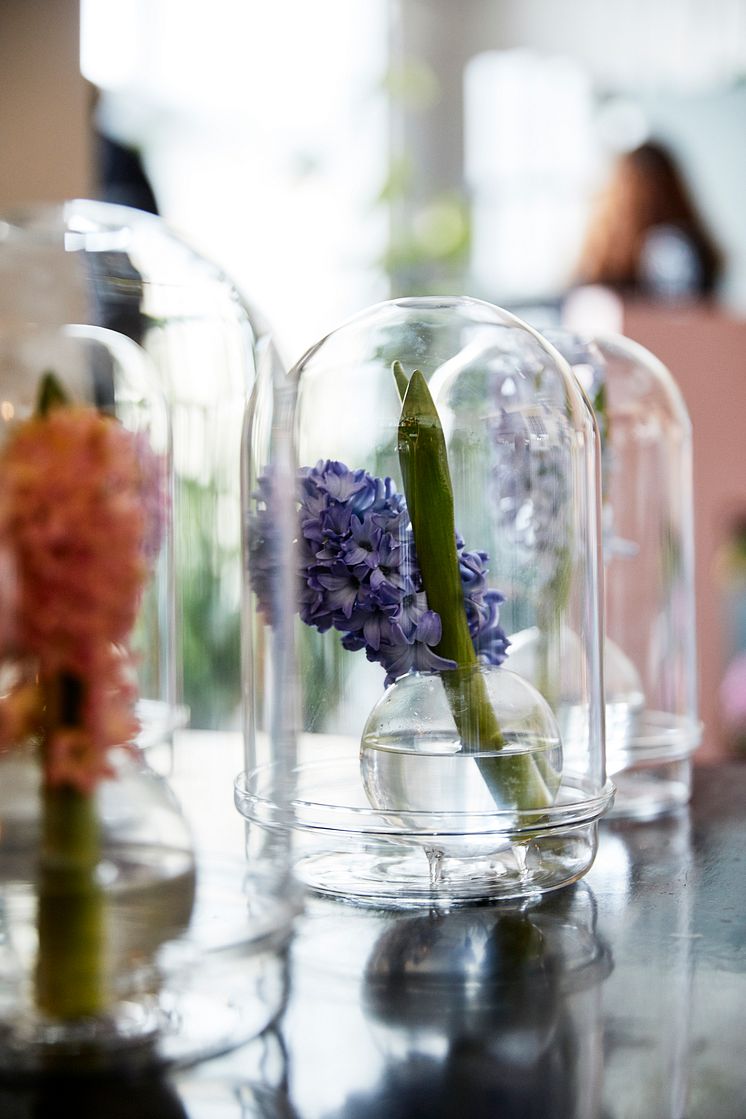 Julstämning hos Anna Gouteva med svenska hyacinter och andra julblommor