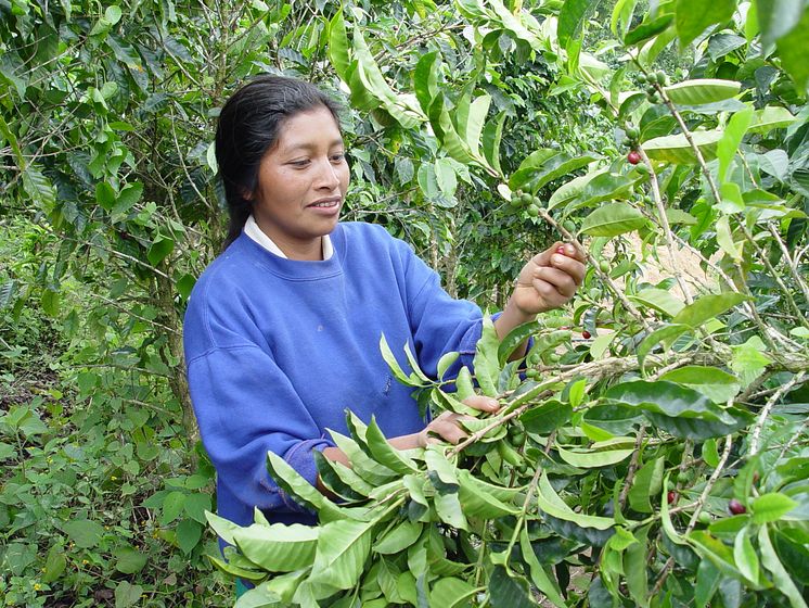 Juana Cabrera, kaffeodlerska från Honduras