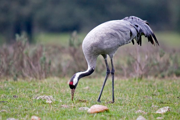 Common crane