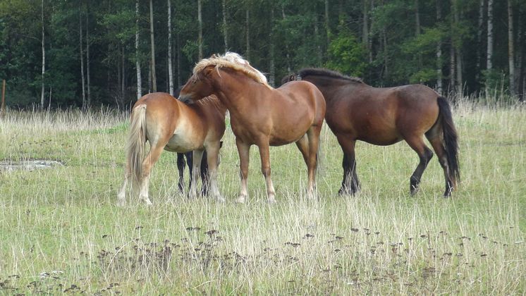 Bete ger näringsrikare vegetation och variation i landskapet