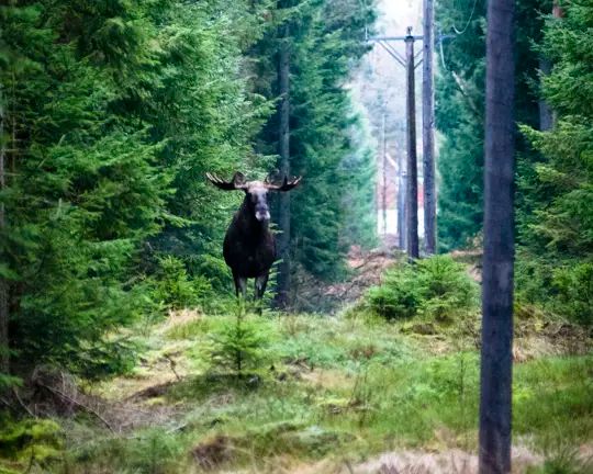Orsa Grönklitt älgsafari.webp
