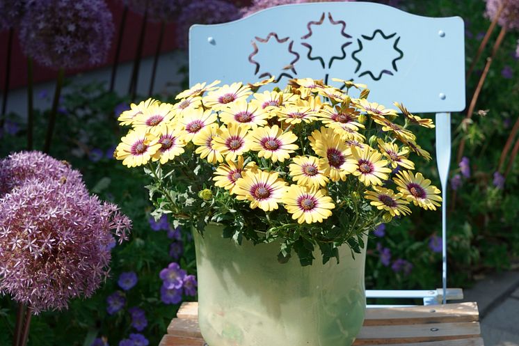 Stjärnöga Osteospermum ecklonis TropicSun