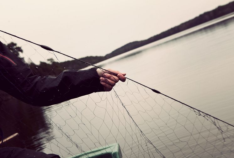 HaV föreslår nya regler för stärkt skydd för kustnära fiskbestånd från Västernorrland till Uppsala