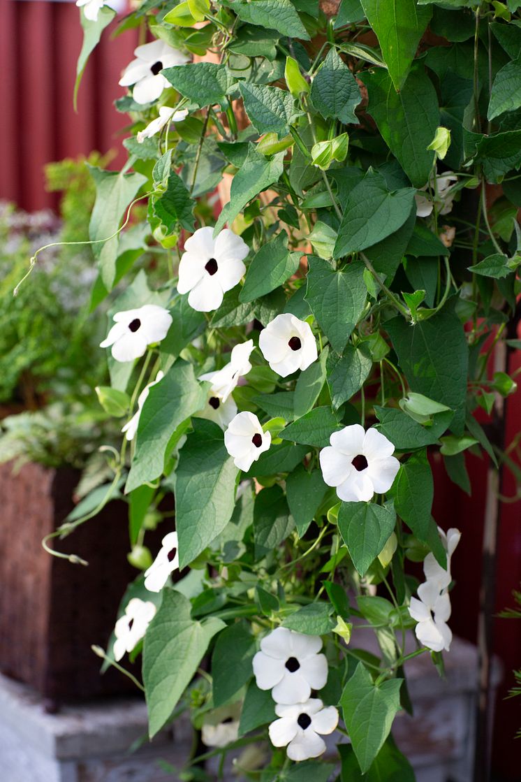 Årets Sommarblomma 2023 Thunbergia alata Svartöga foto annikasnaturligating (8)