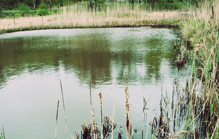 HaV vill lyfta fram viktiga naturvärden i sjön Åsnen och Mörrumsån