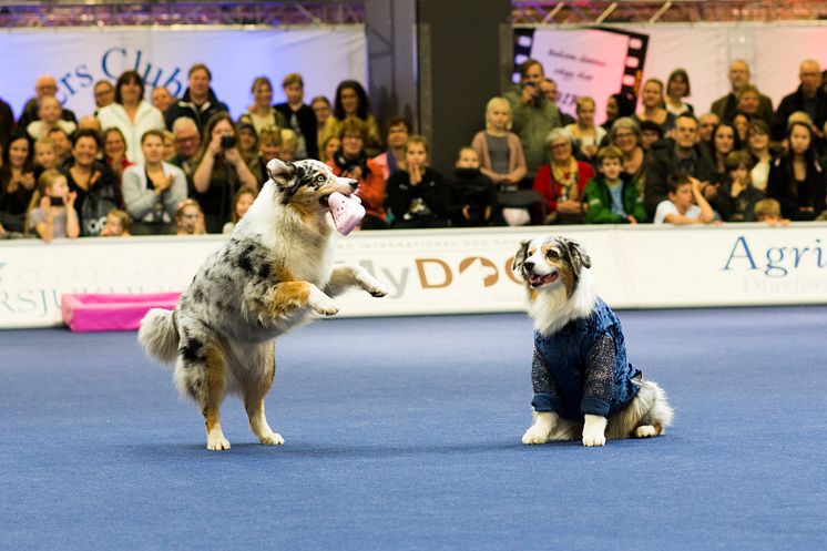 Den stora hundfesten MyDOG