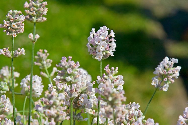 Lavandula AROMATICO SILVER