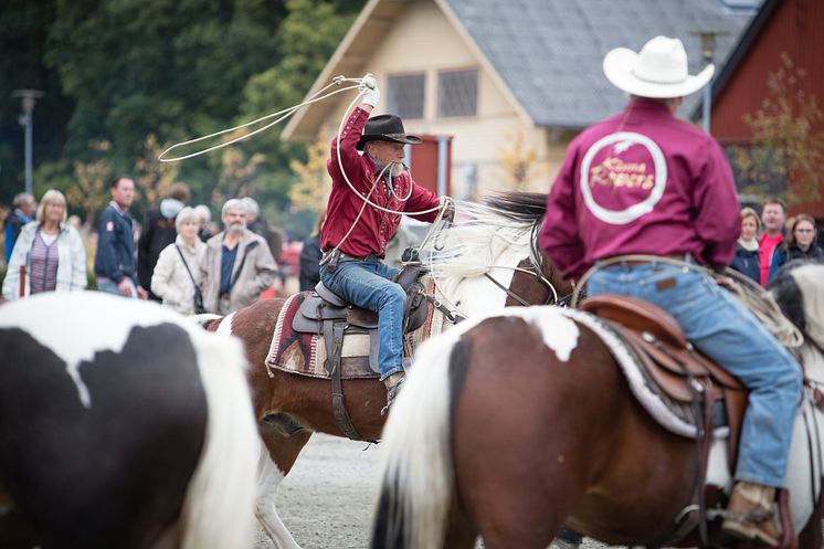 Uppvisning i lassokastning foto Will Rose