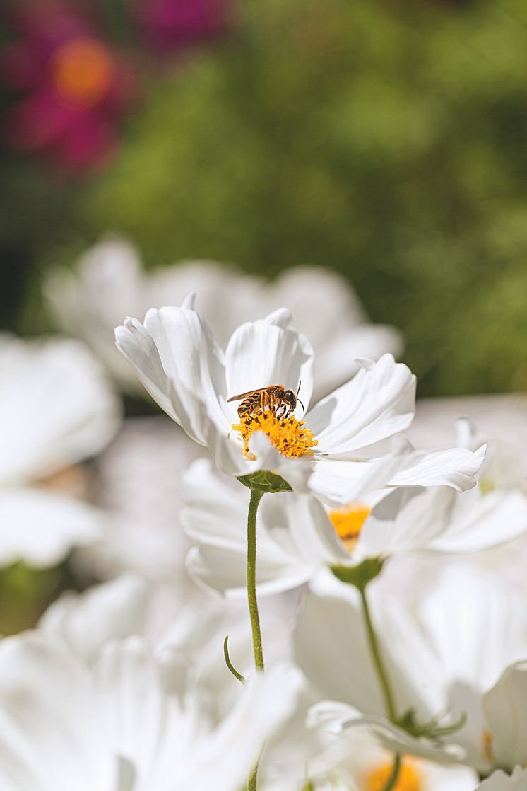 In voller Blüte: Bienen lieben Blumen!