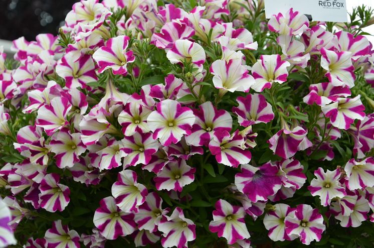 Petunia ´Peppy Purple´