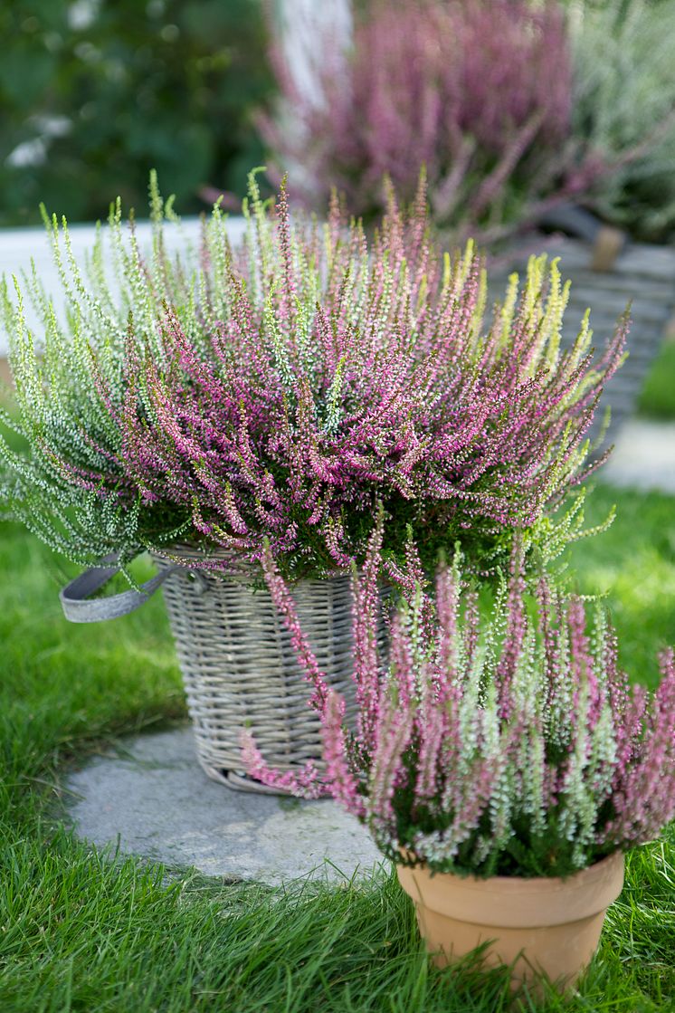 Höstkruka med Calluna ljung