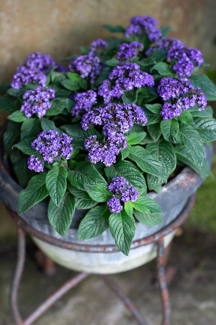 Heliotropium arborescens Årets Sommarblomma 2024 foto annikasnaturligating (14).jpg