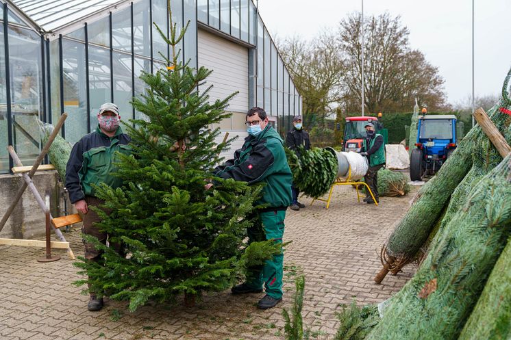 201210-pm-weihnachtsbaumverkauf