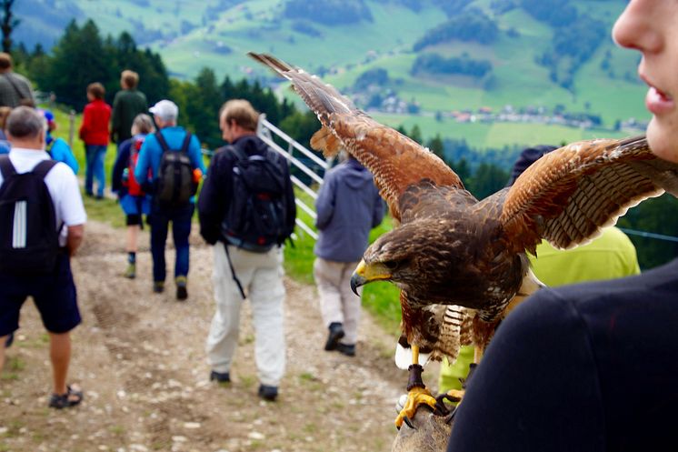 Greifvogel Erlebnis(c)Sportbahnen Atzmannig