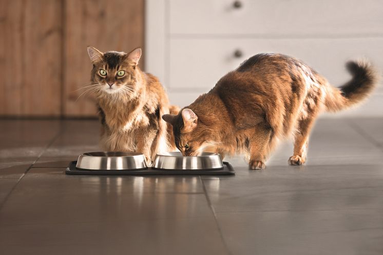 Zwei Katzen am Napf: Wichtig ist die altersgerechte Versorgung