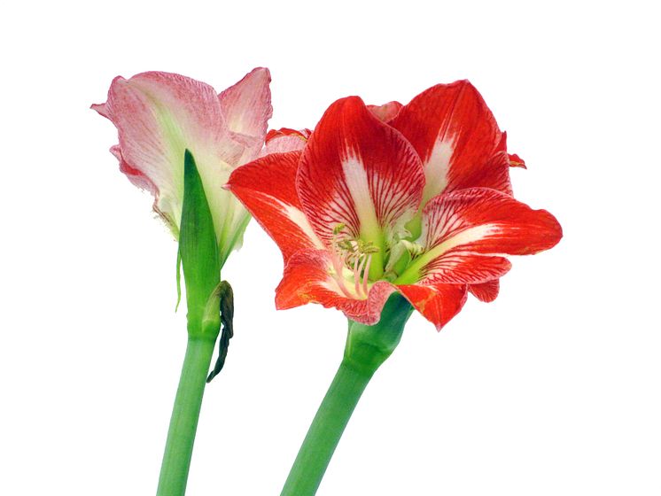 Lucka nr 19 - Tvåfärgad Amaryllis i en Blomstrande Julkalender