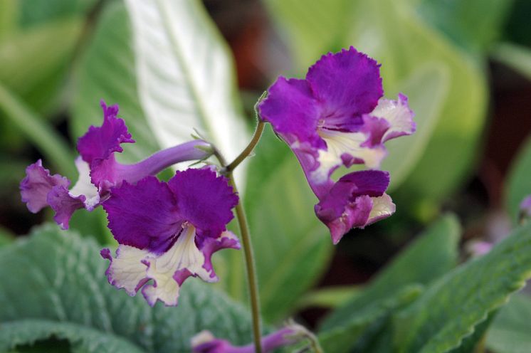 Streptocarpus Silvia