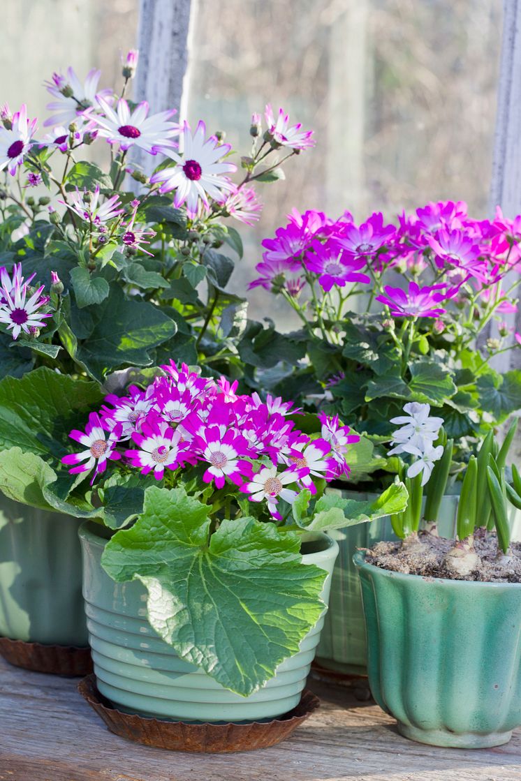 Cineraria