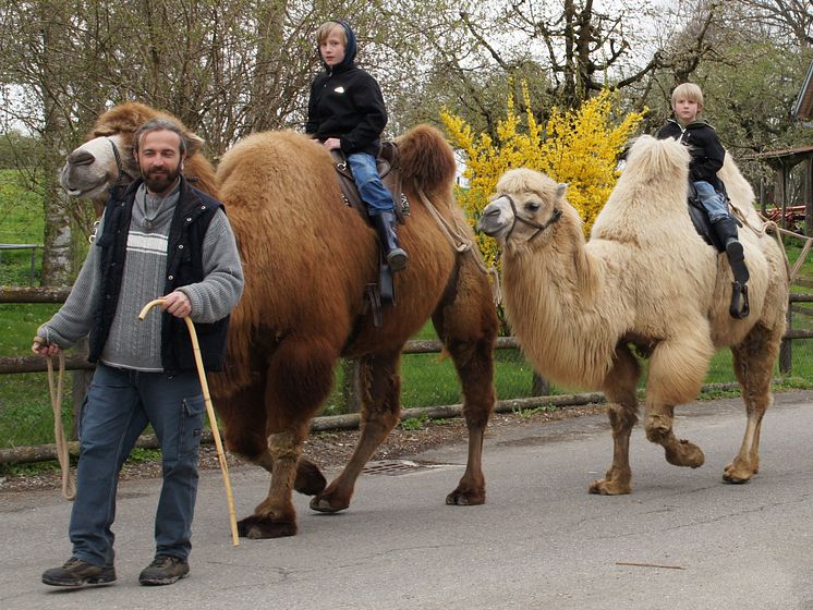 Kamelritt im Toggenburg